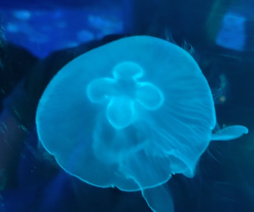 Tropicarium-Oceanárium-布达佩斯必去景点