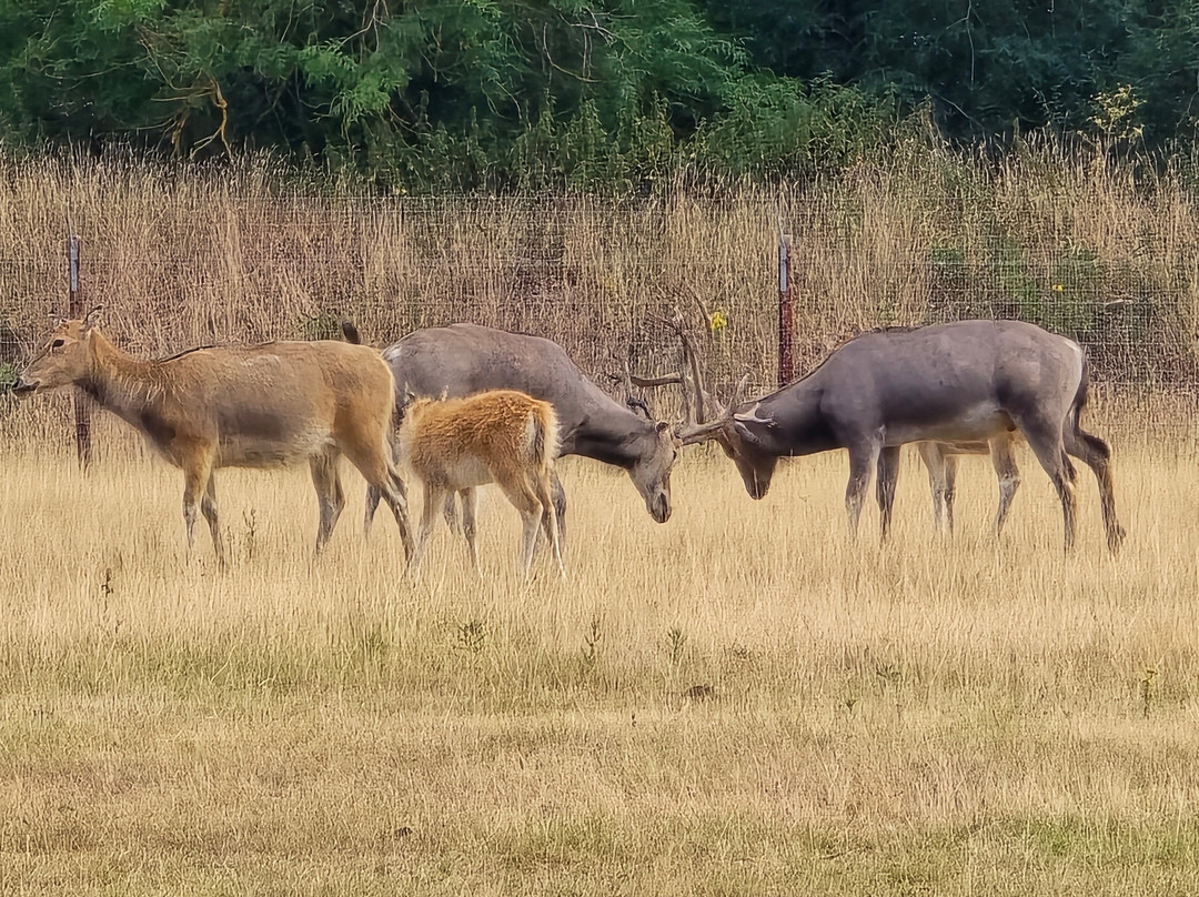 Watatunga Wildlife Reserve-金斯林必去景点