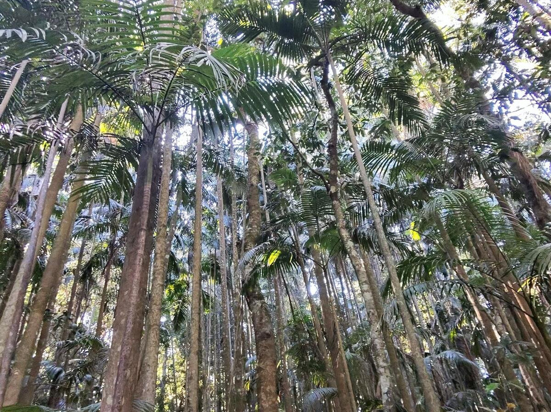 Mary Cairncross Scenic Reserve-马莱尼必去景点