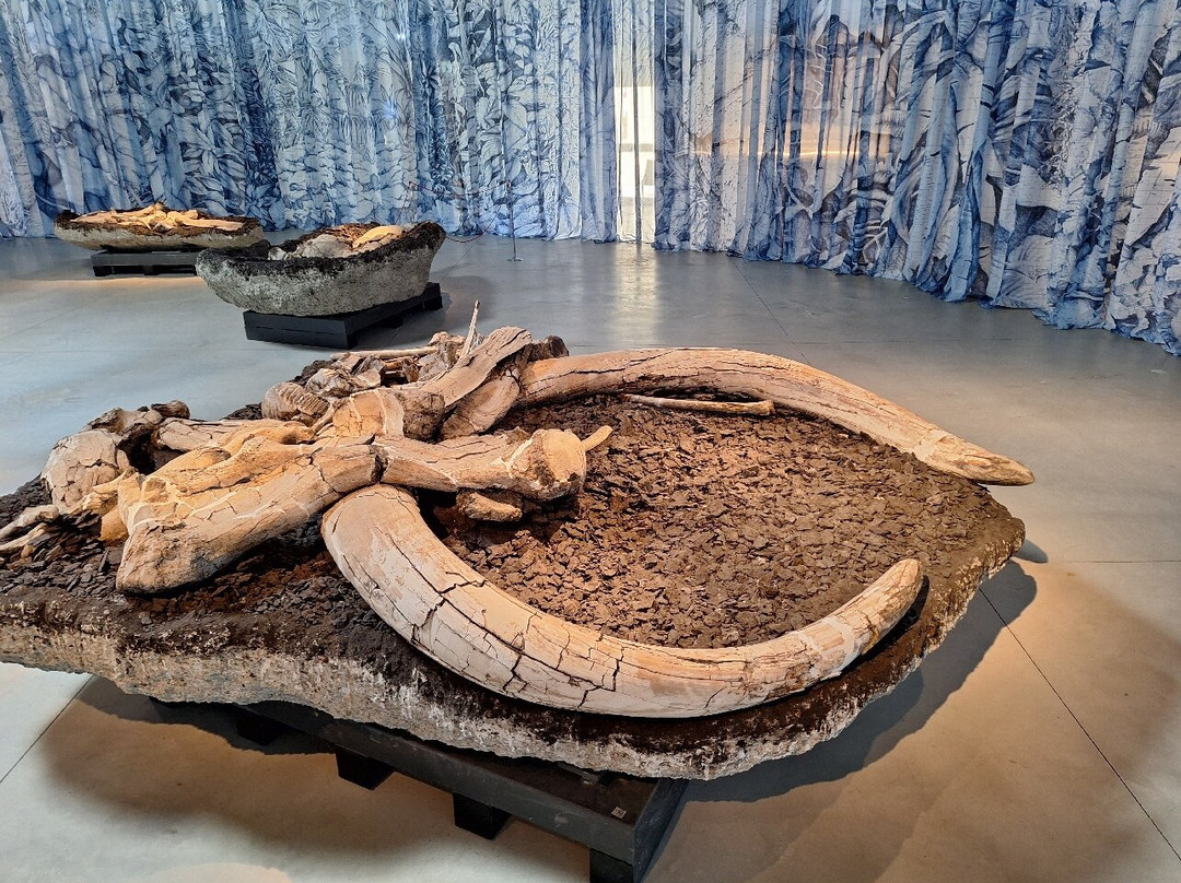 Museo Paleontologico "Luigi Boldrini"-Piegaro必去景点