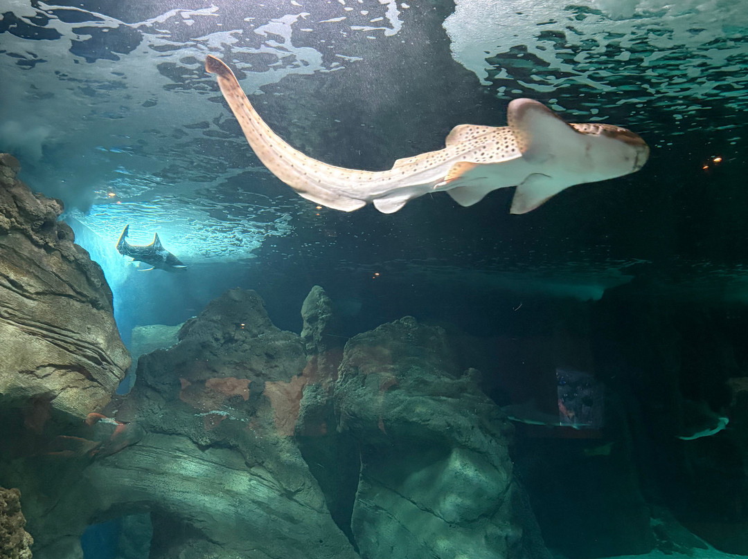 Lanzarote Aquarium-科斯塔特吉塞必去景点