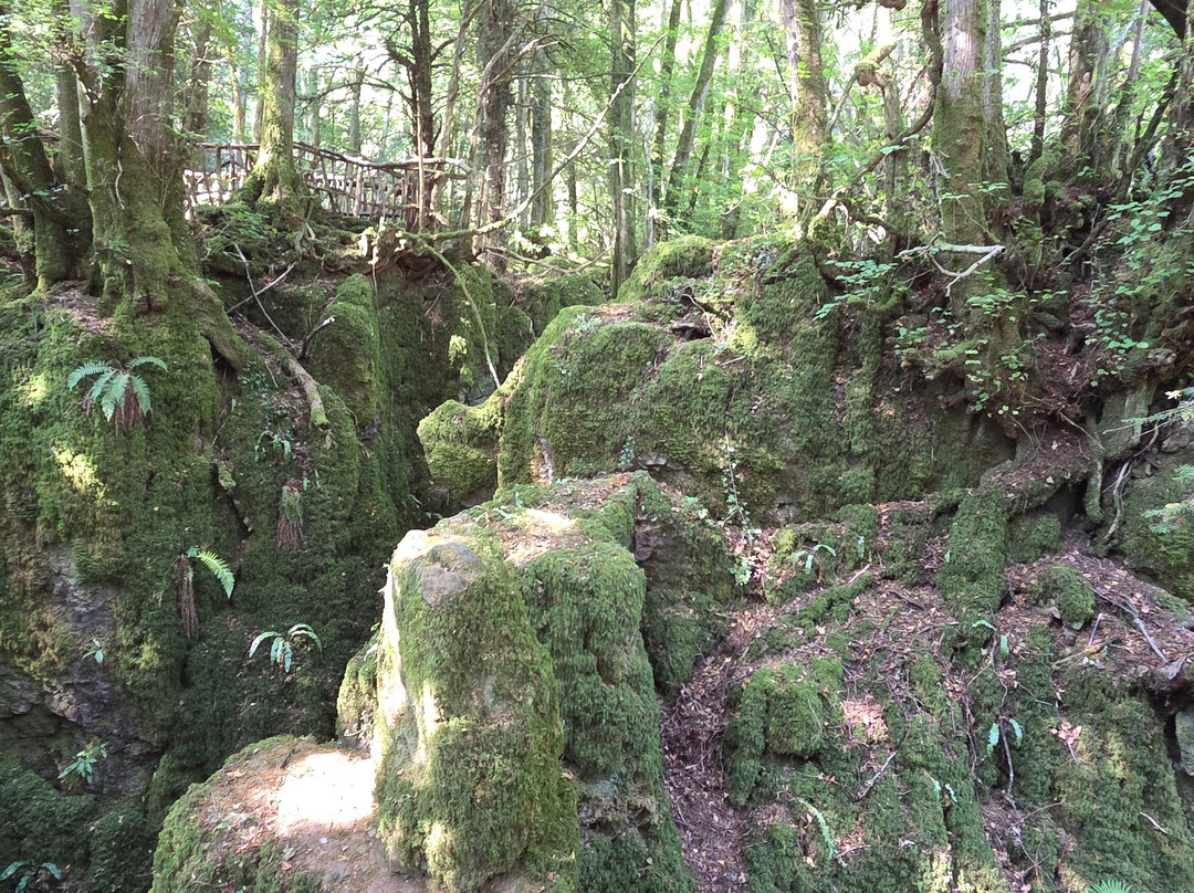 Puzzlewood-Coleford必去景点