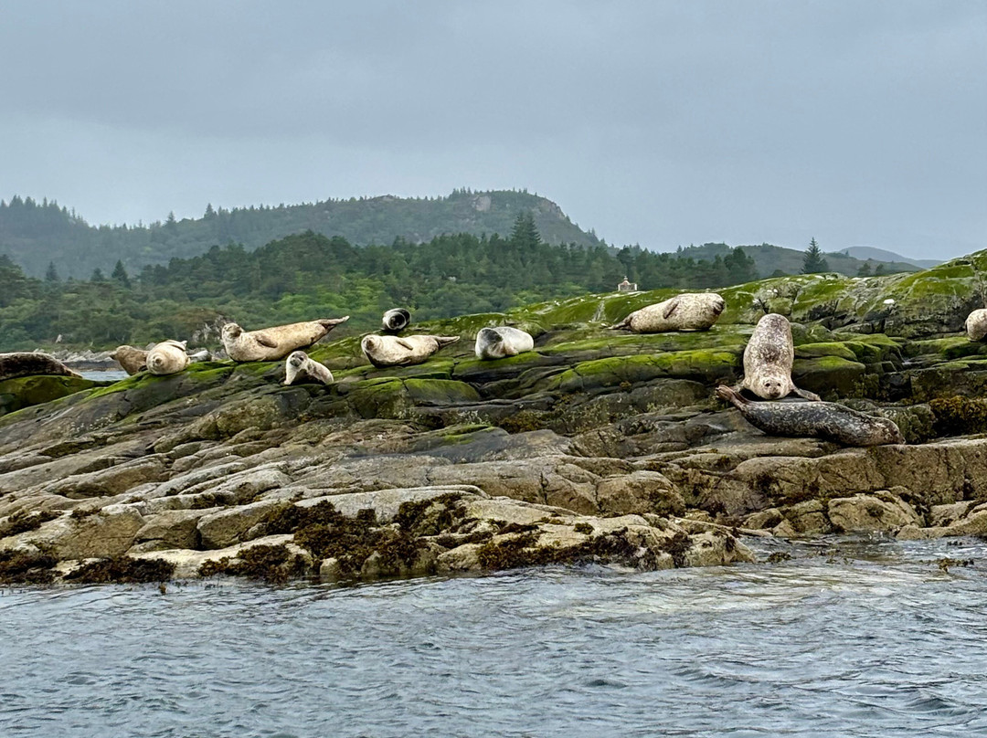 Calum's Seal Trips-Plockton必去景点