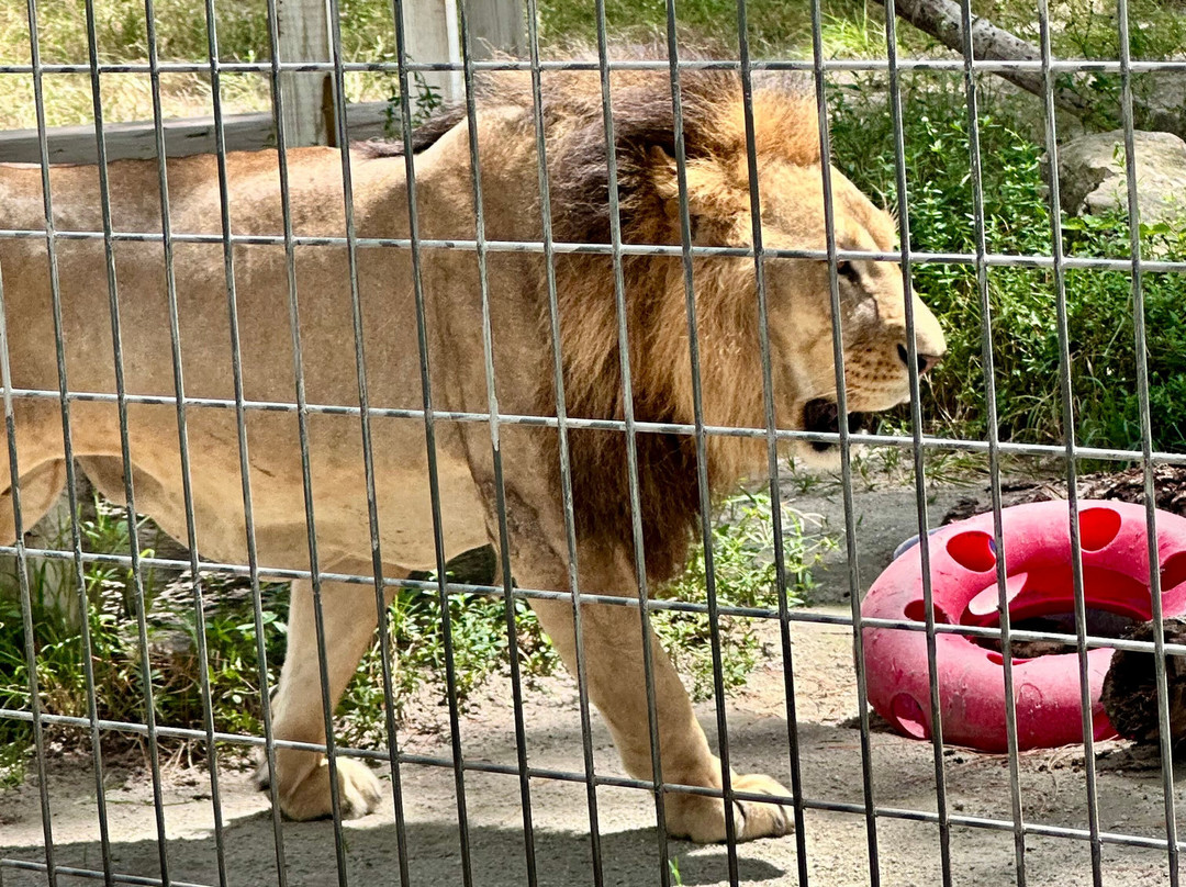 McCarthy's Wildlife Sanctuary-西棕榈滩必去景点