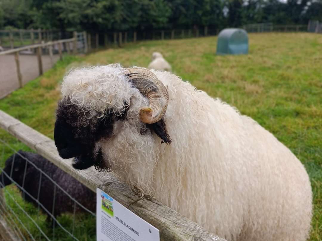 Lurgybrack Open Farm-County Donegal必去景点