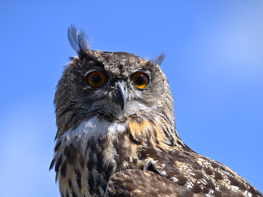Screech Owl Sanctuary & Animal Park-St Columb Major必去景点