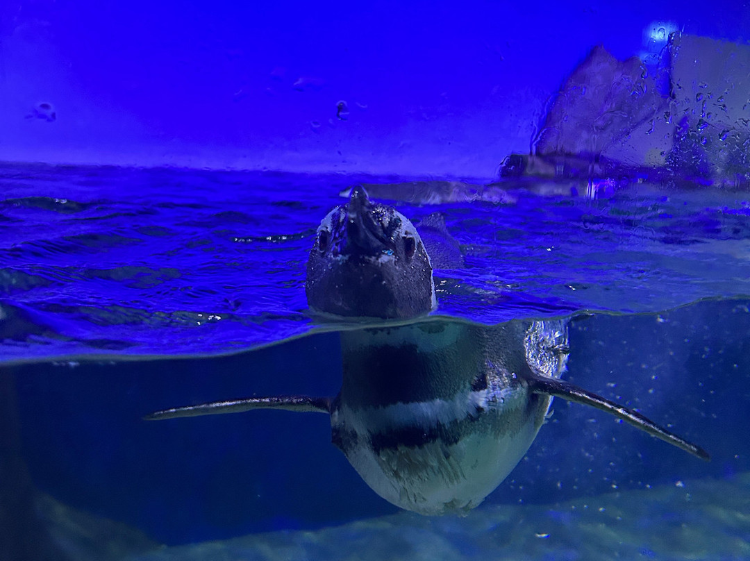 Ubatuba Aquarium-乌巴图巴必去景点