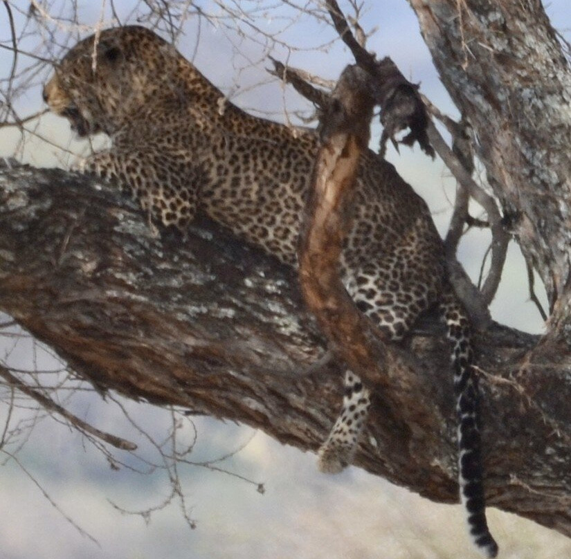 Makasa Tanzania Safaris-莫西必去景点