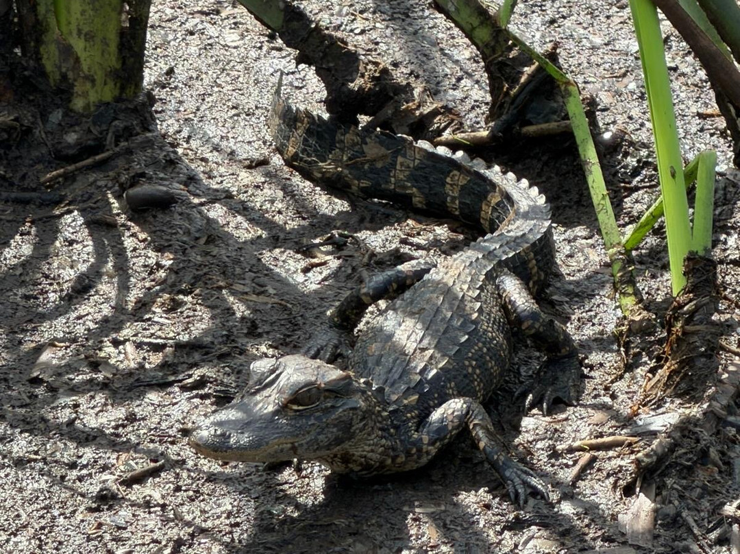 Wild Florida Airboats & Gator Park-Kenansville必去景点