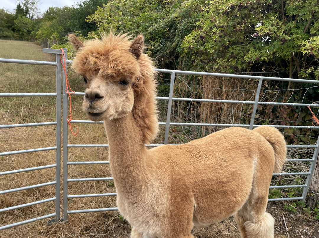 Capstone Farm Alpacas-吉林汉姆必去景点