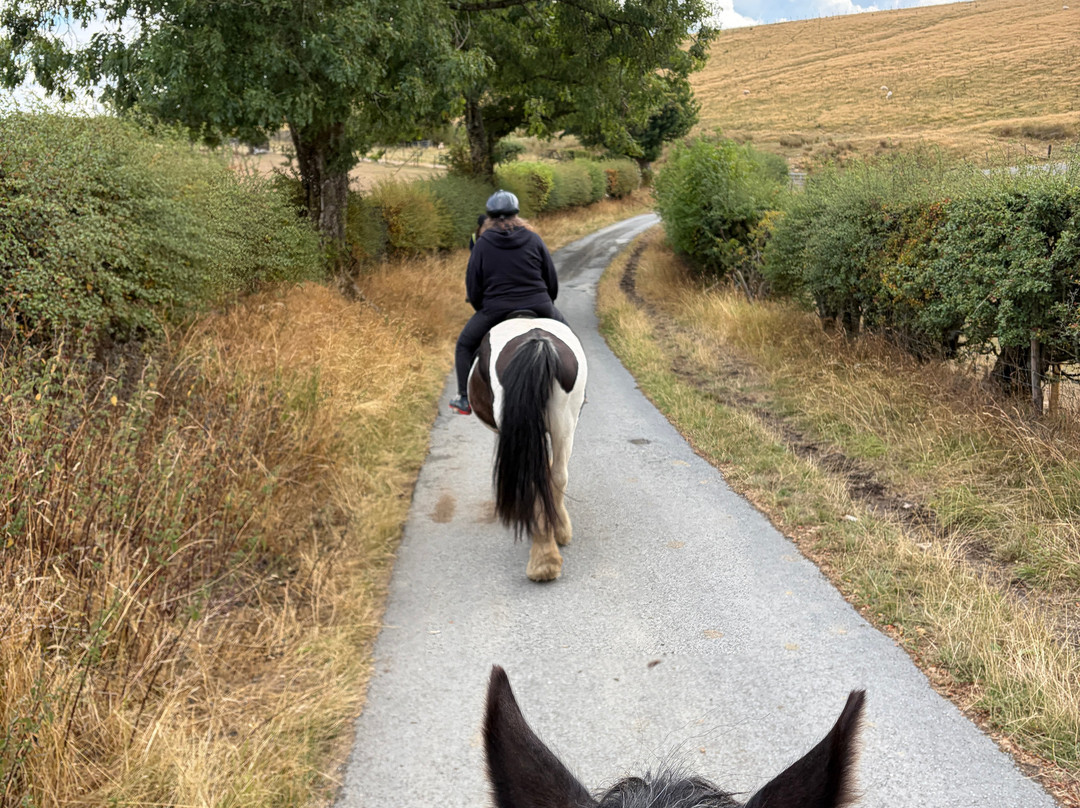 Springhill Farm Riding Stables-奥斯沃斯特必去景点