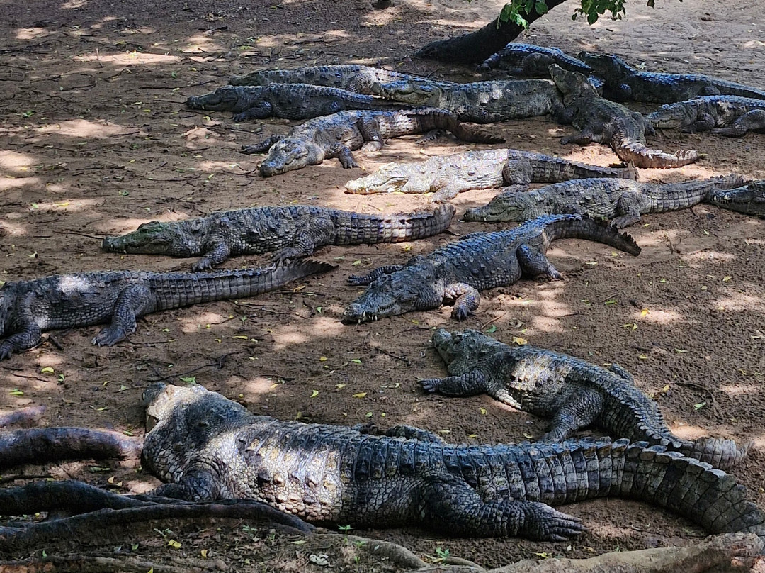 The Madras Crocodile Bank Trust and Centre for Herpetology-玛玛拉普蓝必去景点