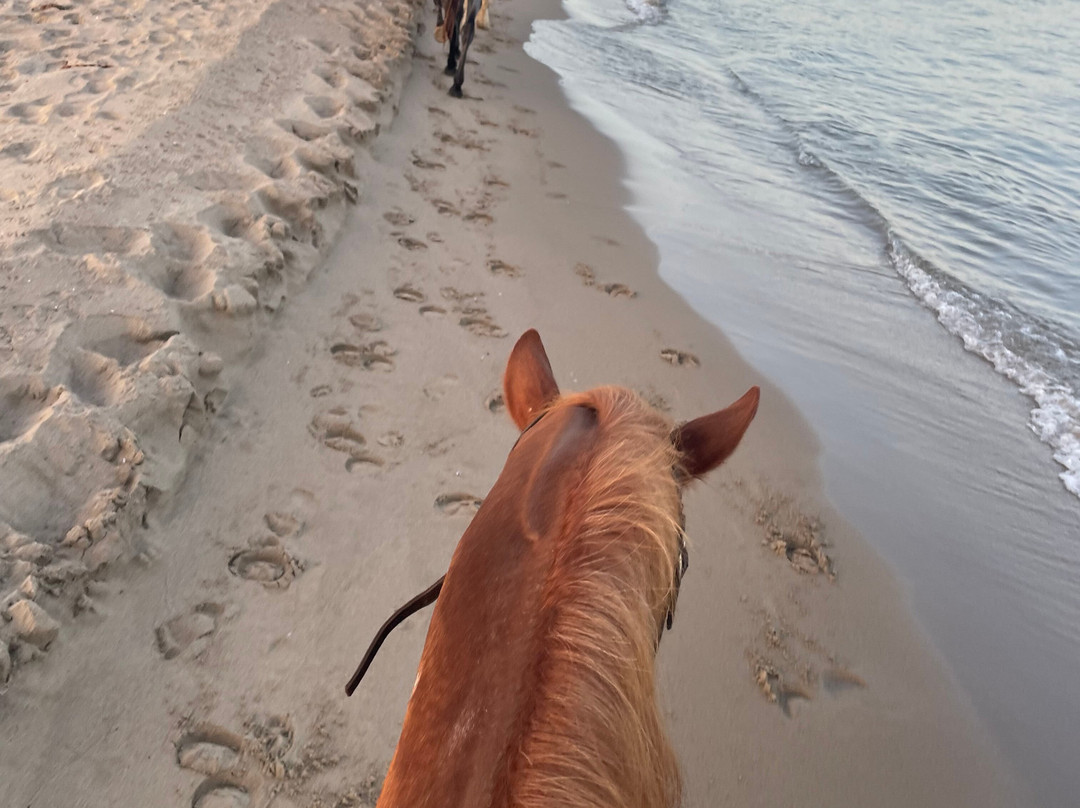 Family Horses 373-5361953-Marina di Ginosa必去景点