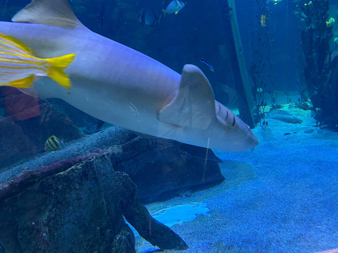 Seaquarium Institut Marin-勒格罗迪鲁瓦必去景点