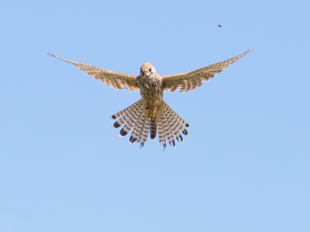 Gauntlet Birds Of Prey-纳茨福德必去景点