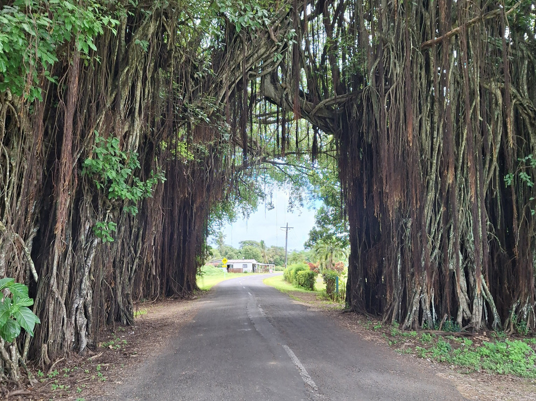 Banyan Tree Tunnel-Arutanga必去景点