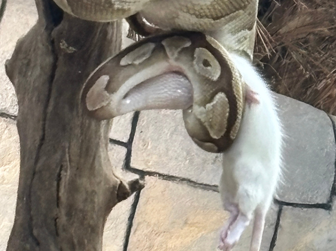 Padiparc - Parc Zoologique-Padirac必去景点