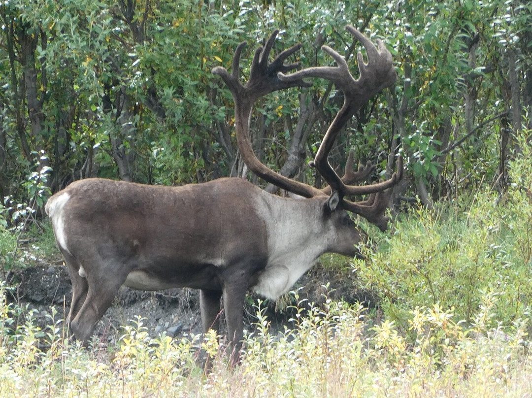Denali National Park-阿拉斯加必去景点