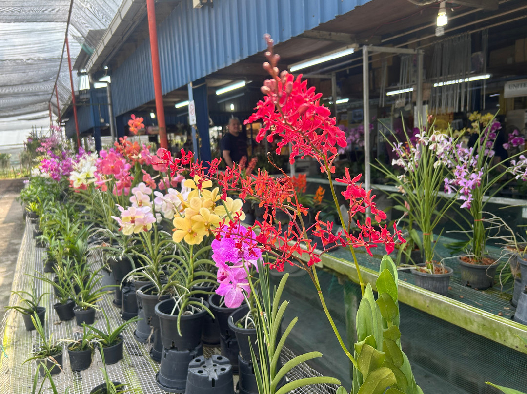 United Malaysian Orchids Sdn Bhd