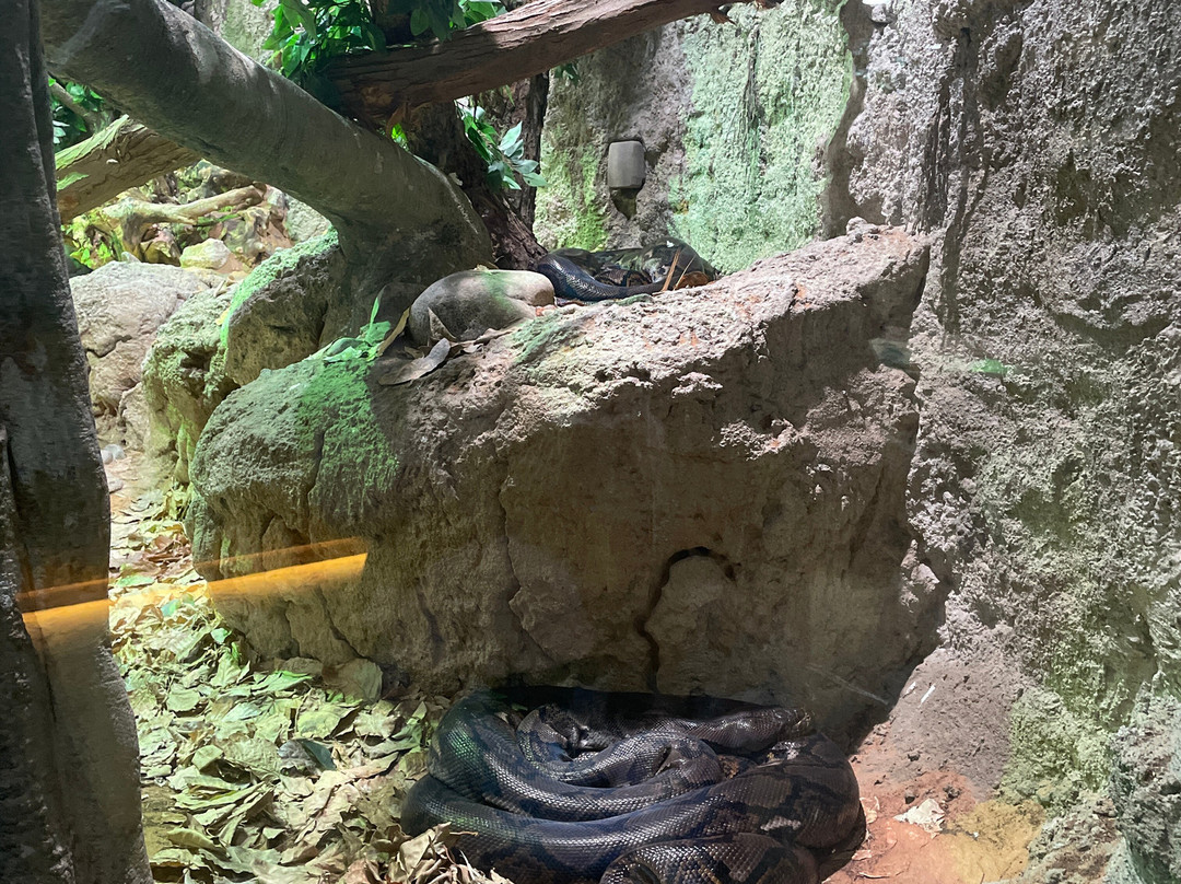 Al Ain Zoo 2017 2018 2019-艾因市必去景点