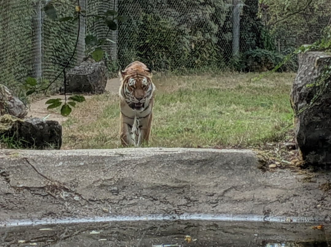 Marwell Zoo-温彻斯特必去景点