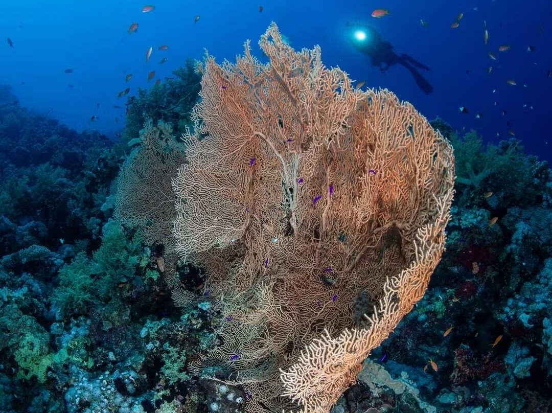Sinai Dive Club-沙姆沙伊赫必去景点