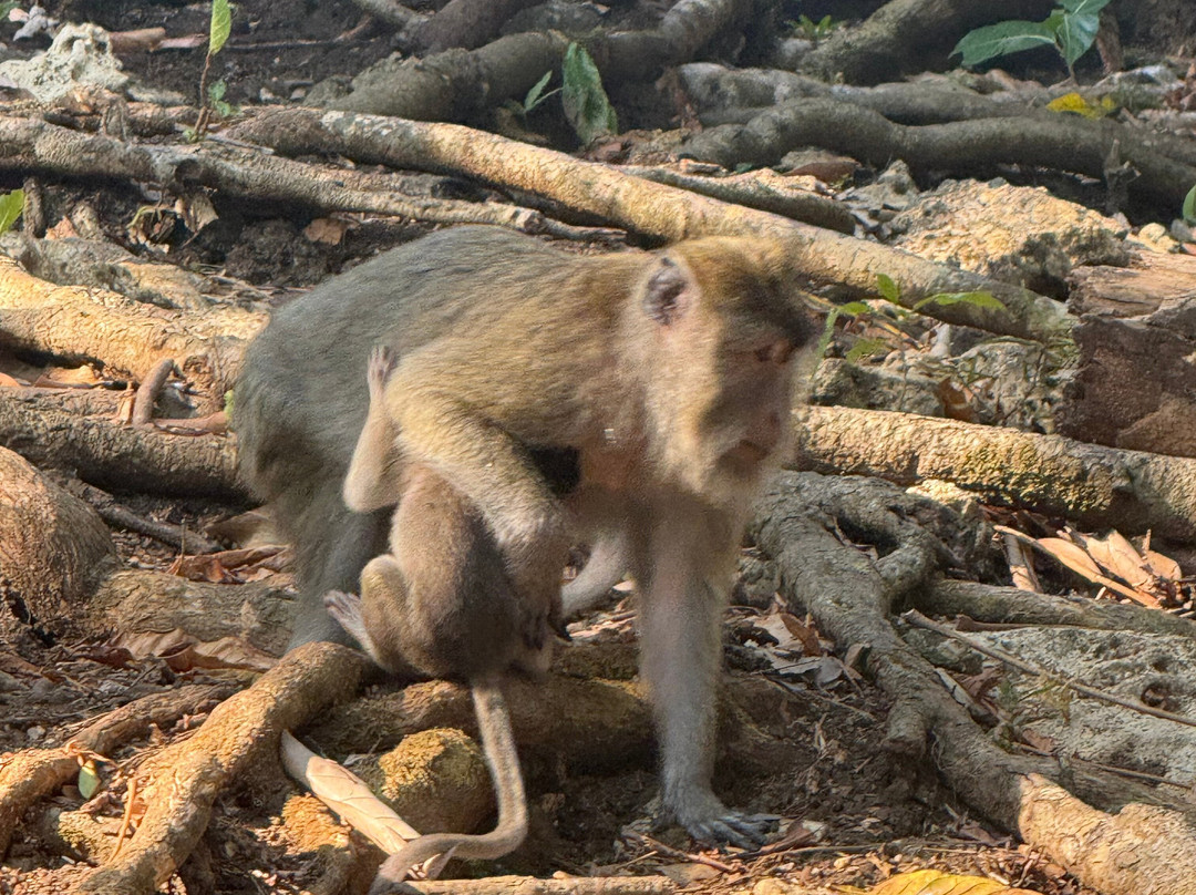 Pangandaran National Park-庞岸达兰必去景点
