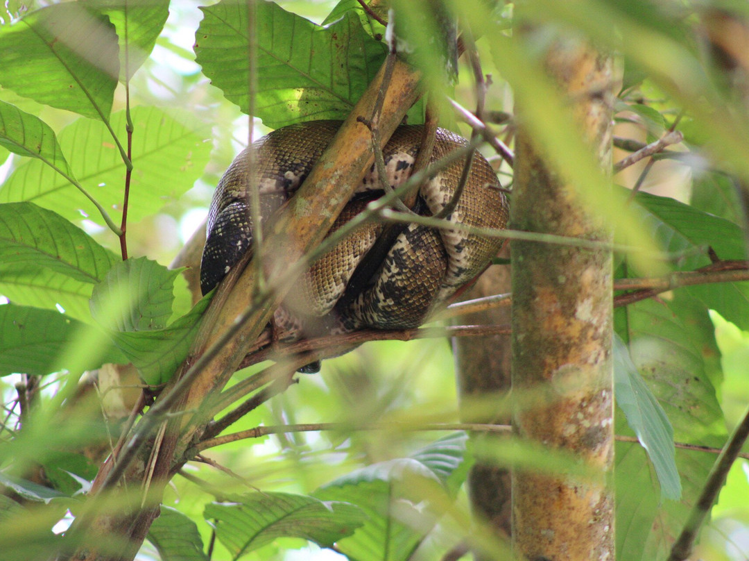 Osa Mangrove Tours-Sierpe必去景点