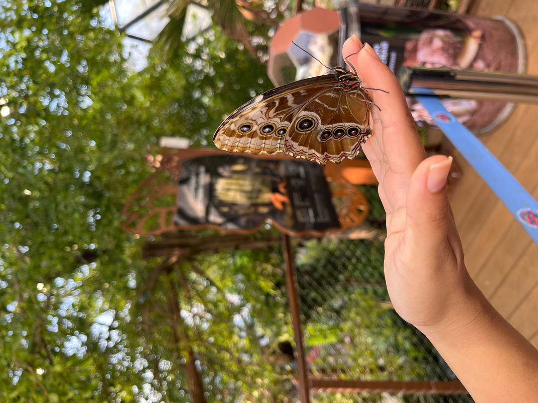 The Butterfly Gardens Abu Dhabi-阿布扎比必去景点