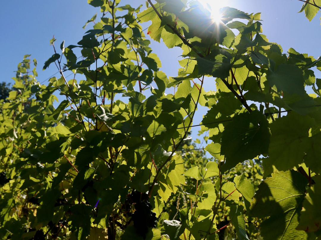 Maud Heath Vineyard-Calne必去景点