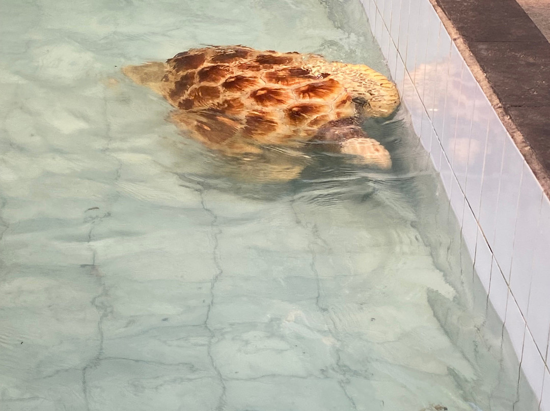Sea Turtle Village-沙努尔必去景点