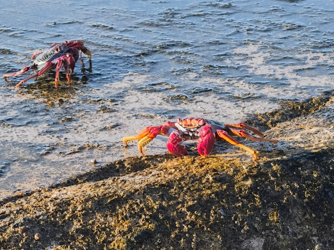 Piscinas naturales de Bajamar y Punta del Hidalgo-Punta del Hidalgo必去景点