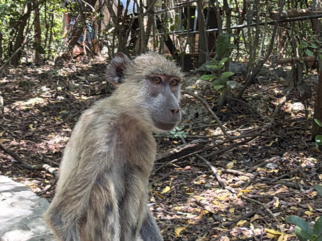 Zanzibar Kilosas Conservation-孥归必去景点