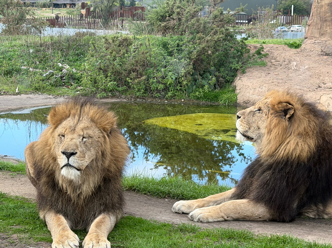 Safari Lodges At West Midlands Safari Park主图