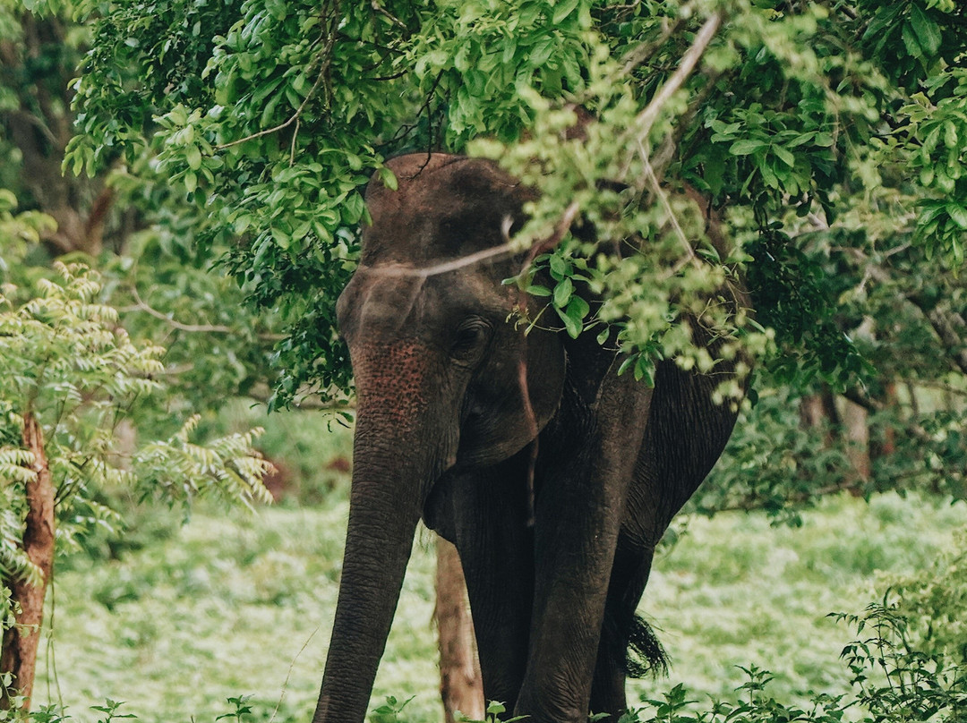 Udawalawe Safari Jeep With Guides-乌达瓦拉维国家公园必去景点