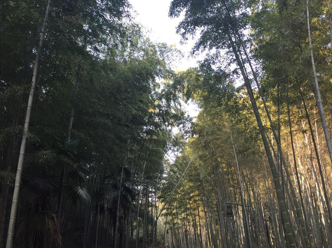 黄公望森林公园-富阳市必去景点