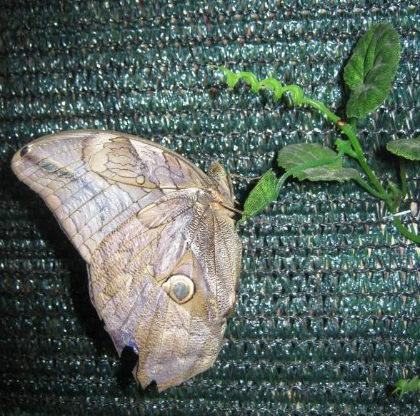 Tropical Butterflies Garden