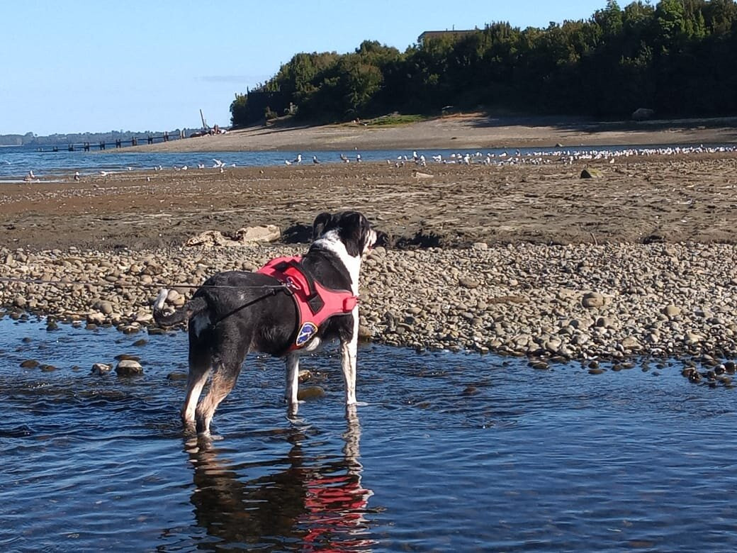 Bahía Eluney-Calbuco必去景点