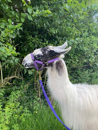 Peak Hill Llamas-西德茅斯必去景点
