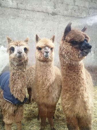 Wastwater Alpaca Trekking-Wasdale Head必去景点