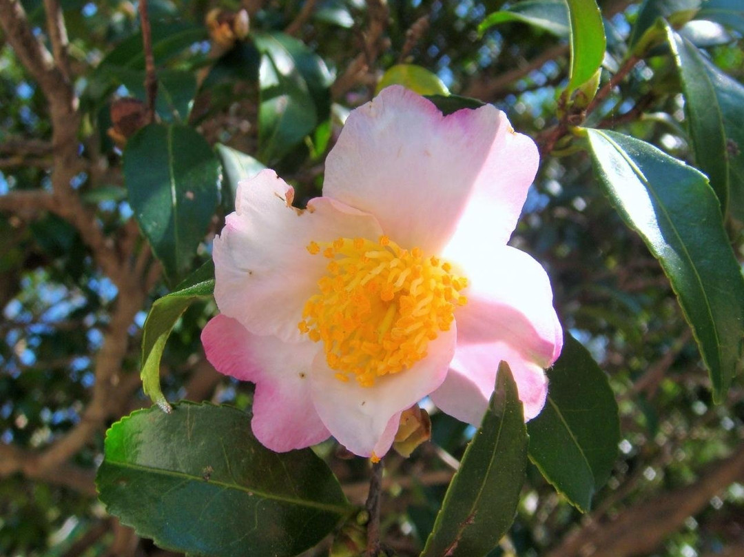 Big Camellia Sasanqua景点图片