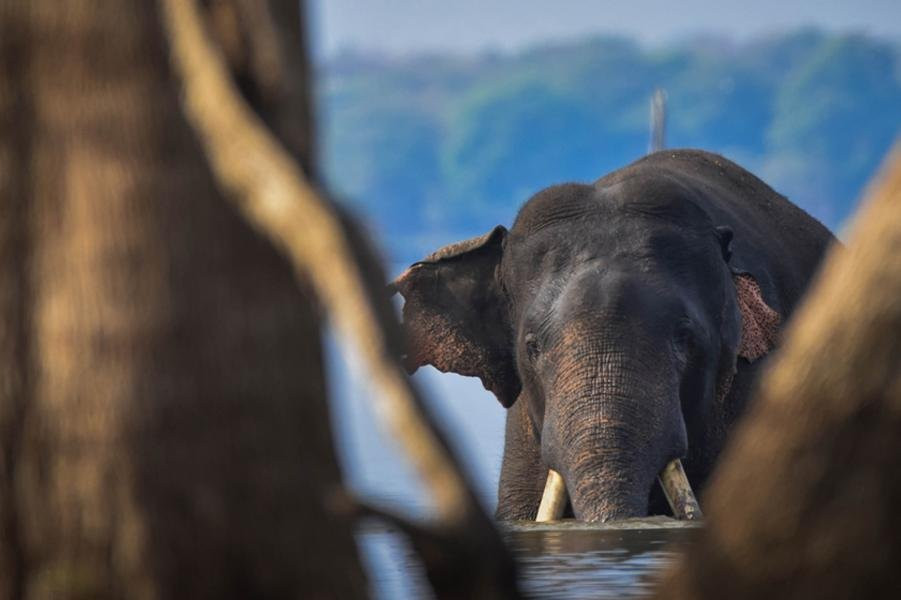 Wildlife Tours Sri Lanka景点图片