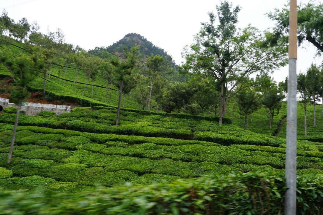 Brooklands Tea Factory & Factory Outlet景点图片