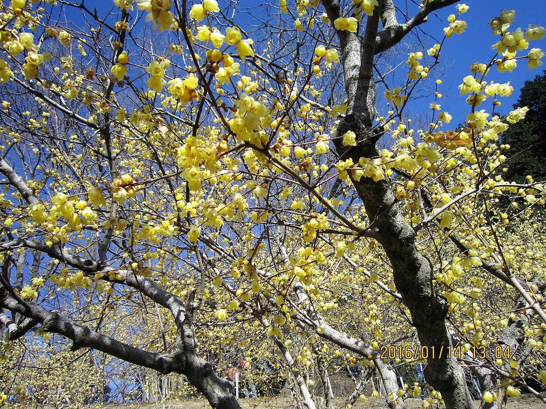 Hodosan Pulm Garden景点图片