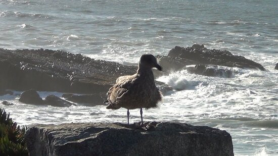 Pescadero State Beach-半月湾必去景点