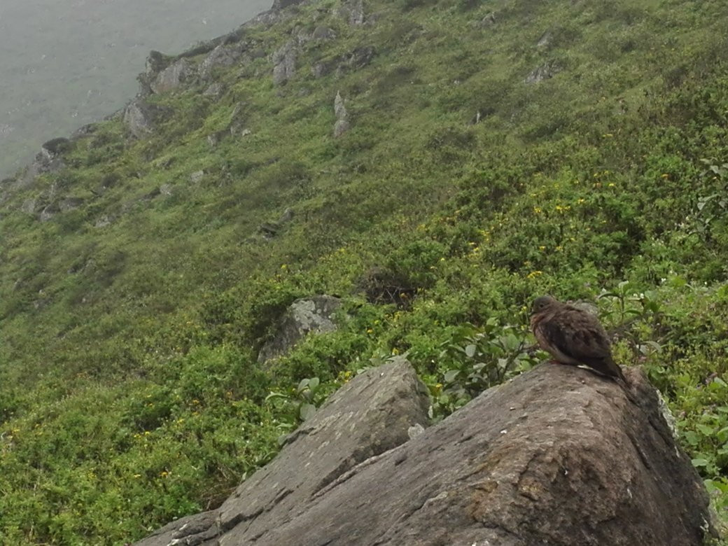 Lomas de Lucumo-利马必去景点
