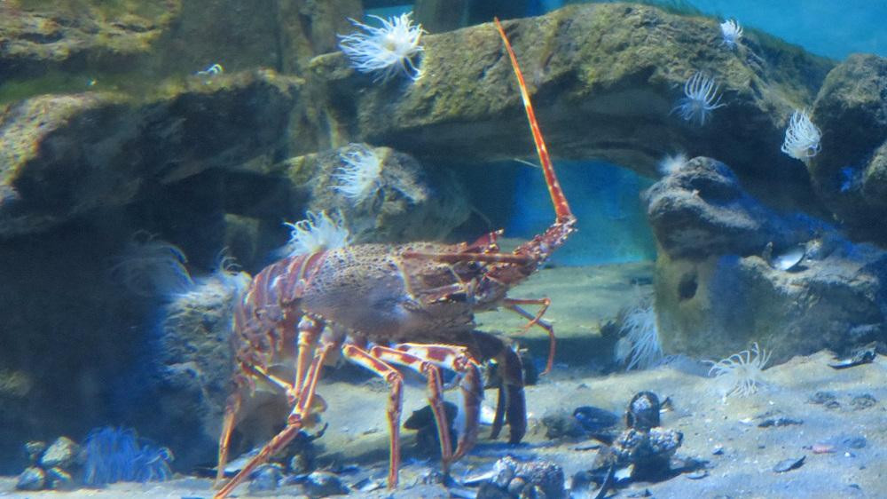 Brynsiencyn旅游攻略图片