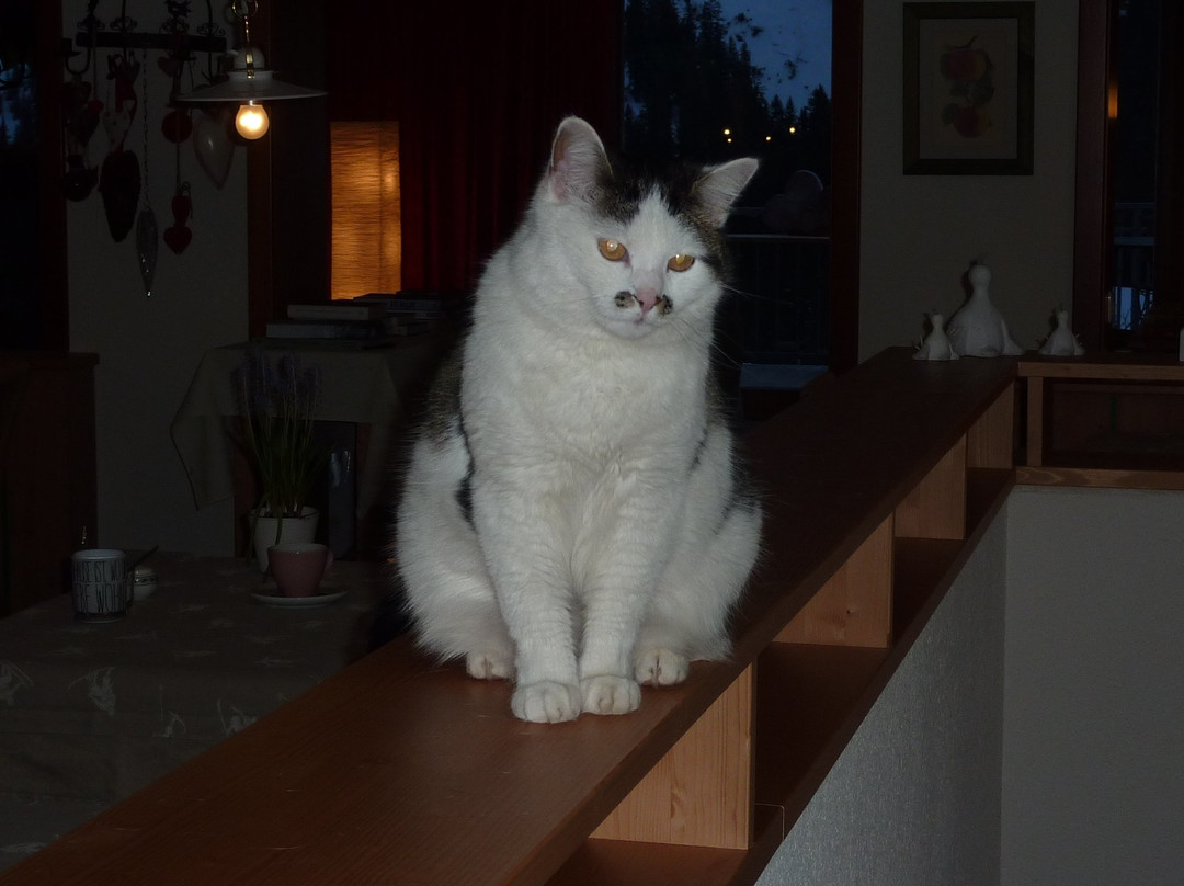 Hotel Stäfeli主图