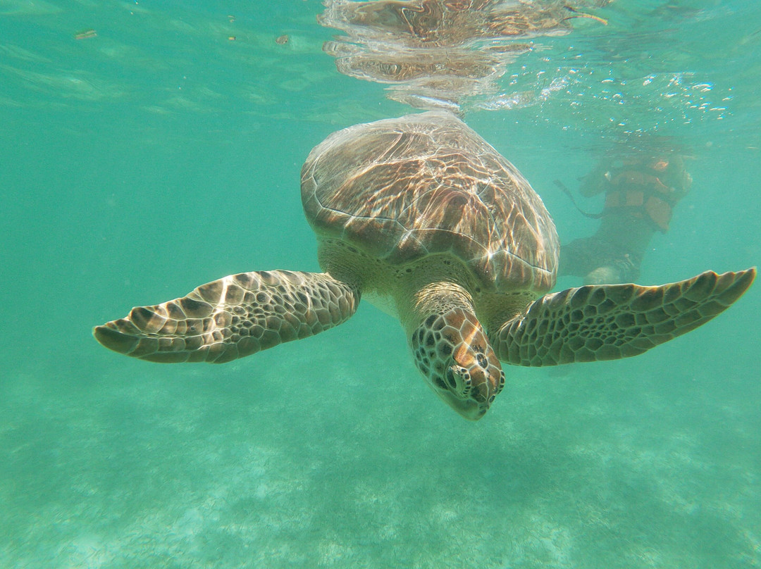 Akumalturtle-艾库玛尔必去景点