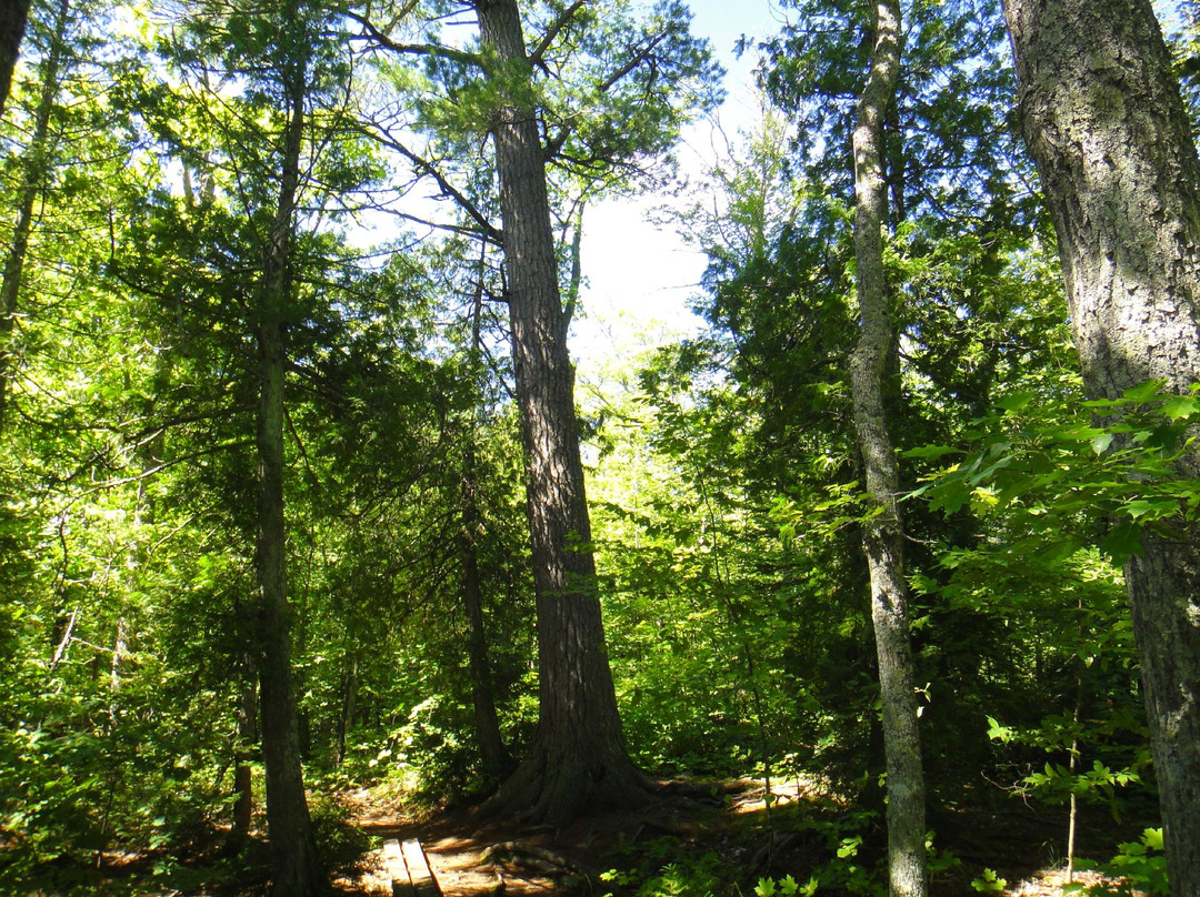 Estivant Pines Nature Sanctuary景点图片